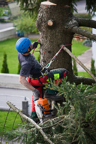 How Our Tree Care Process Works  in  Kennett Square, PA