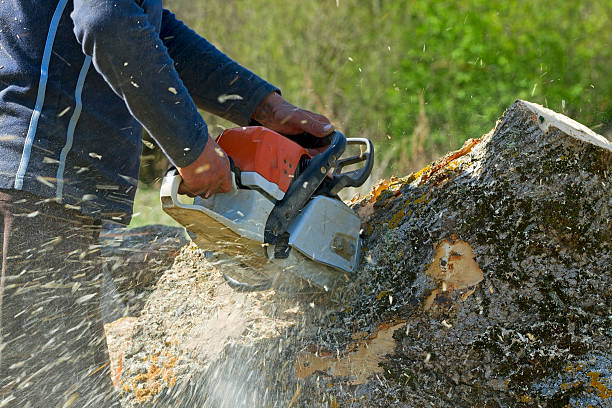 Best Fruit Tree Pruning  in Kennett Square, PA